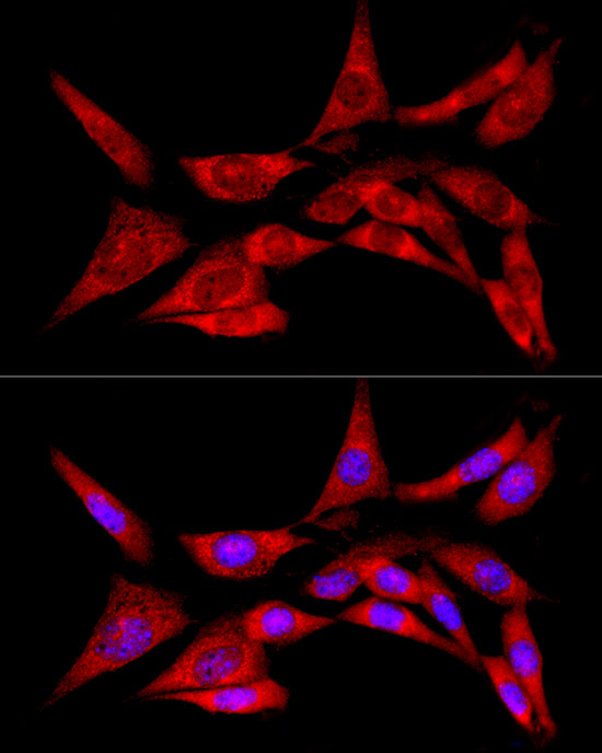 CREB3 Rabbit polyclonal antibody