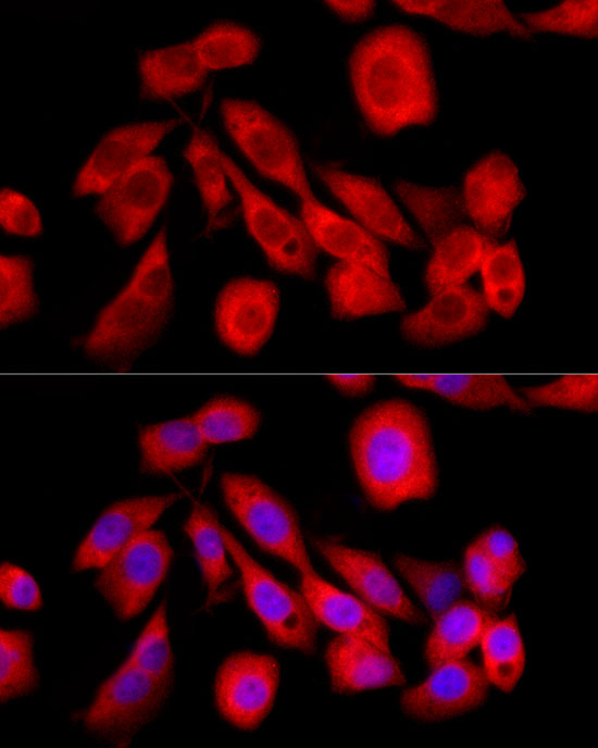 CREB3 Rabbit polyclonal antibody