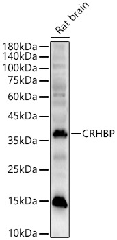 CRHBP Rabbit polyclonal antibody