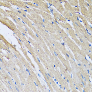 CRHBP Rabbit polyclonal antibody