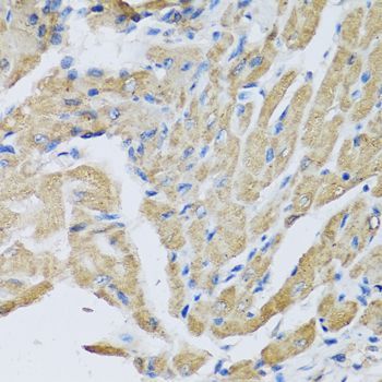 CRHBP Rabbit polyclonal antibody