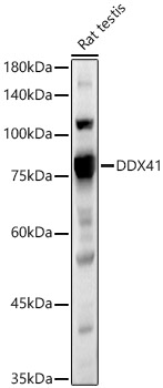 DDX41 Rabbit polyclonal antibody