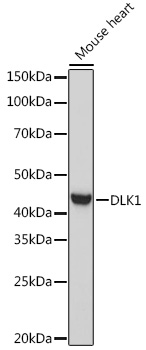 DLK1 Rabbit pAb