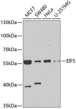 EIF5 Rabbit polyclonal antibody