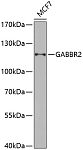 Western blot - GABBR2 Rabbit pAb (A6594)