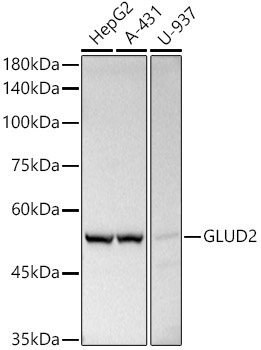 GLUD2 Rabbit polyclonal antibody