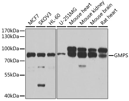 GMPS Rabbit polyclonal antibody