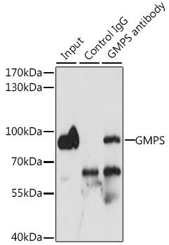 GMPS Rabbit polyclonal antibody
