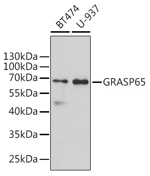 GRASP65 Rabbit polyclonal antibody