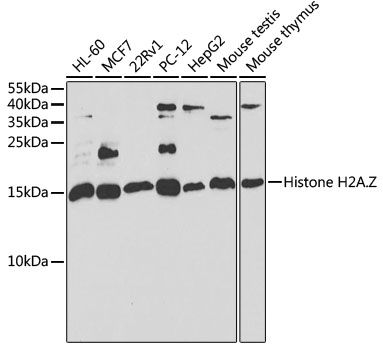 [KO Validated] Histone H2A.Z Rabbit polyclonal antibody