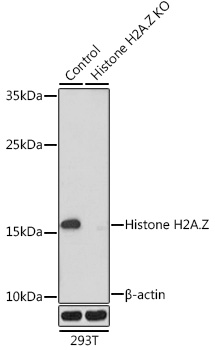 [KO Validated] Histone H2A.Z Rabbit polyclonal antibody