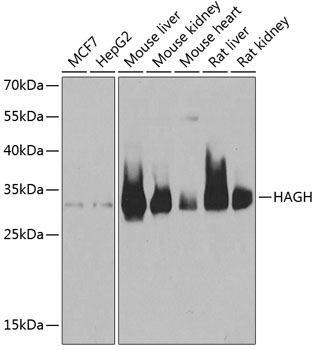 HAGH Rabbit polyclonal antibody