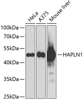 HAPLN1 Rabbit polyclonal antibody