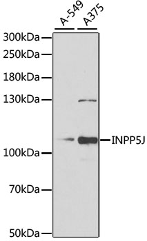 INPP5J Rabbit polyclonal antibody