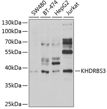 KHDRBS3 Rabbit polyclonal antibody