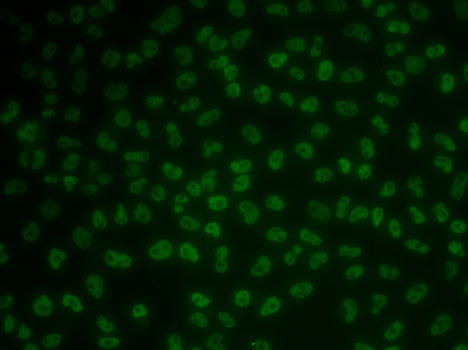 KHDRBS3 Rabbit polyclonal antibody