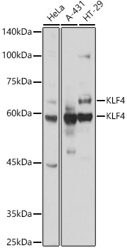 KLF4 Rabbit polyclonal antibody