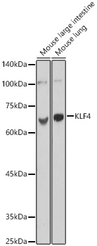 KLF4 Rabbit polyclonal antibody