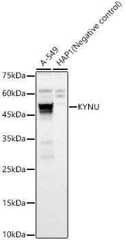 KYNU Rabbit polyclonal antibody
