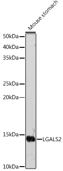 LGALS2 Rabbit polyclonal antibody
