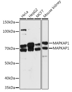 MAPKAP1 Rabbit polyclonal antibody