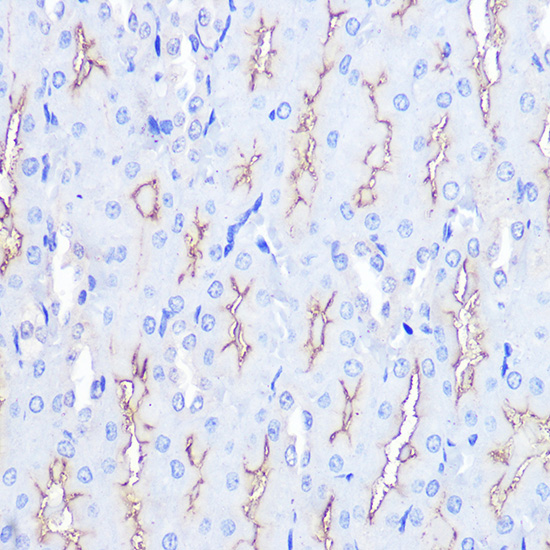 MAPKAP1 Rabbit polyclonal antibody