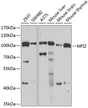 MFI2 Rabbit polyclonal antibody