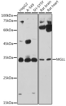 MGLL Rabbit polyclonal antibody