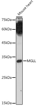 MGLL Rabbit polyclonal antibody