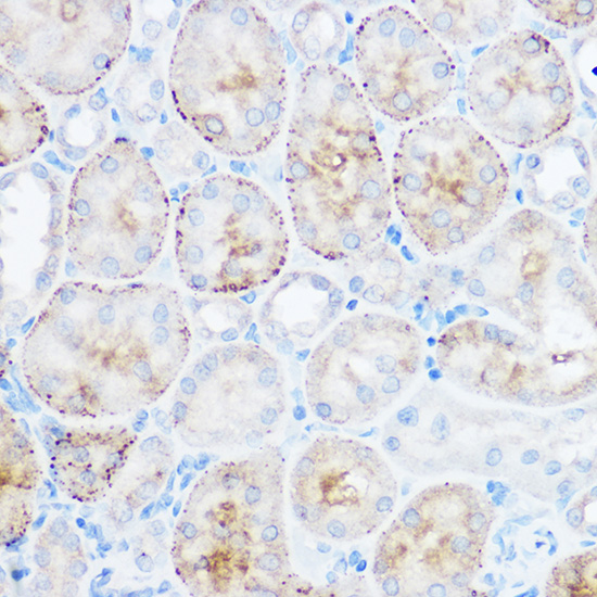 MGLL Rabbit polyclonal antibody