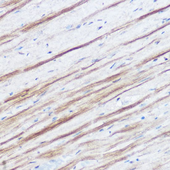 MGLL Rabbit polyclonal antibody