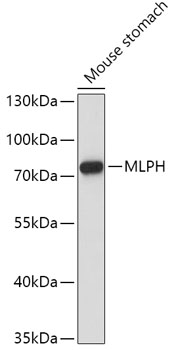 MLPH Rabbit polyclonal antibody
