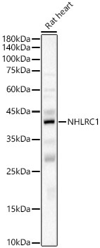 NHLRC1 Rabbit polyclonal antibody