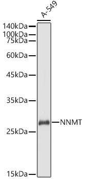 NNMT Rabbit polyclonal antibody