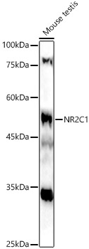 NR2C1 Rabbit polyclonal antibody