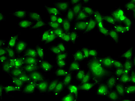 NR2C1 Rabbit polyclonal antibody