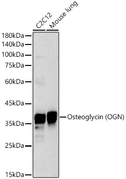 Osteoglycin (OGN) Rabbit polyclonal antibody