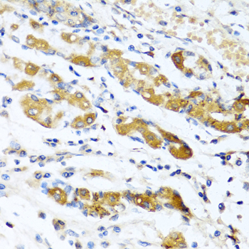 Osteoglycin (OGN) Rabbit polyclonal antibody