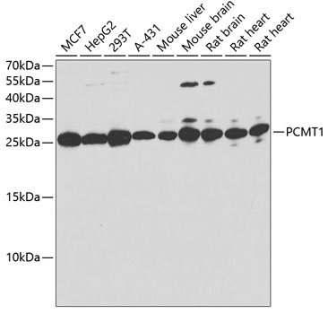 PCMT1 Rabbit polyclonal antibody