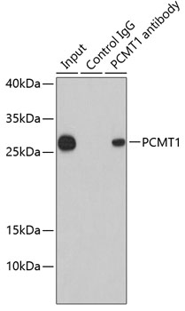 PCMT1 Rabbit polyclonal antibody