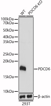 [KO Validated] PDCD6 Rabbit polyclonal antibody