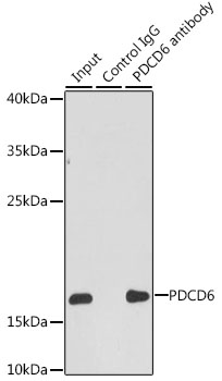 [KO Validated] PDCD6 Rabbit polyclonal antibody