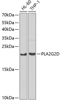 PLA2G2D Rabbit polyclonal antibody