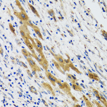 PLA2G2D Rabbit polyclonal antibody