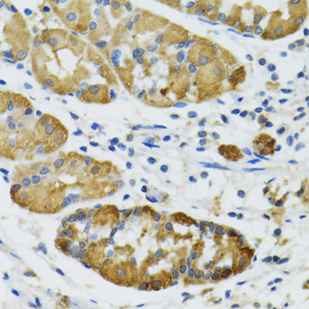 PLA2G2D Rabbit polyclonal antibody