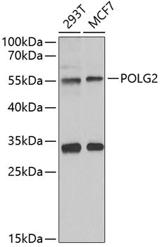 POLG2 Rabbit polyclonal antibody