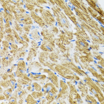 POLG2 Rabbit polyclonal antibody