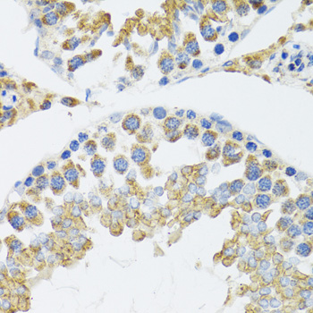 POLG2 Rabbit polyclonal antibody