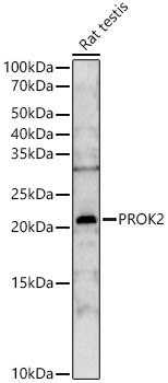 PROK2 Rabbit polyclonal antibody