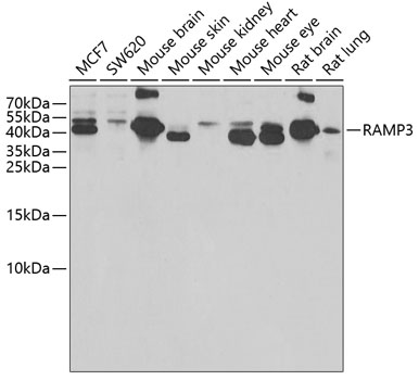 RAMP3 Rabbit polyclonal antibody